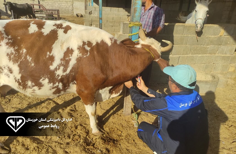 غربالگری سل و بروسلوز در بیش از ۶۰۰ رأس گاو شیری شوشتر